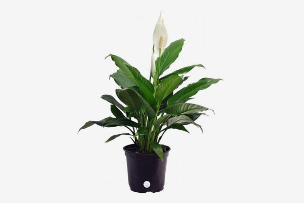 Peace Lily.